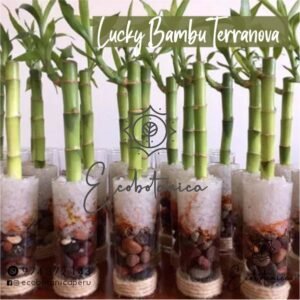 lucky bambu bamboo terranova recuerdos de boda bautizo cumpleaños aniversario baby shower misa difuntos ecobotanica peru barato